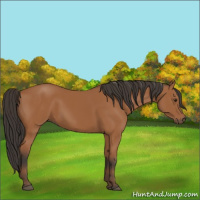 Horse Color:Bay 