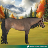 Horse Color:Brown Dun 