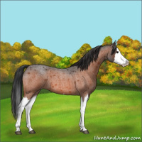 Horse Color:Bay Roan Splash 