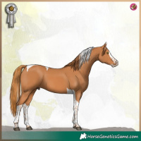 Horse Color:Chestnut Splash Tobiano