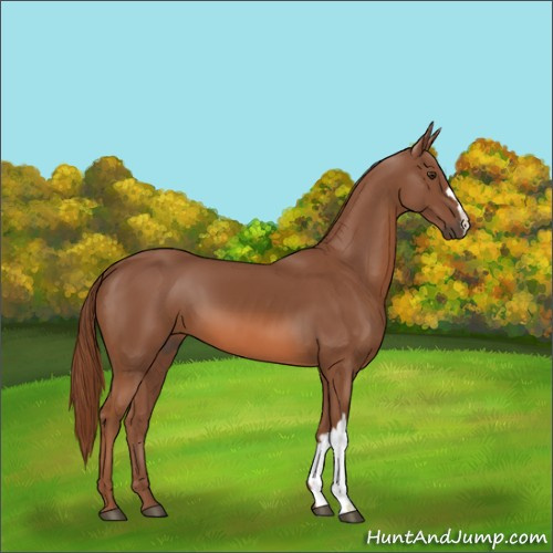 Horse Color:Chestnut 