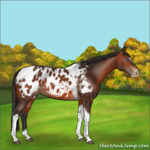 Horse Color:Bay Splash Tobiano Frame Appaloosa Rabicano 