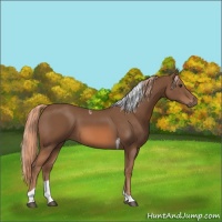 Horse Color:Chestnut Tobiano