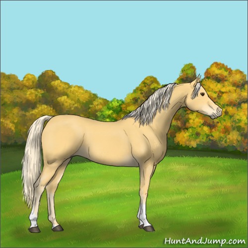 Horse Color:Palomino Tobiano 