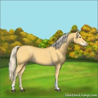Horse Color:Palomino Tobiano 