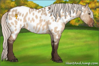 Horse Color:Silver Brown Dun Near Leopard 