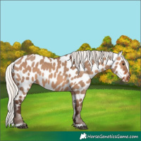 Horse Color:Silver Brown Dun Near Leopard 