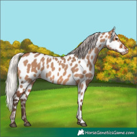 Horse Color:Silver Brown Dun Near Leopard