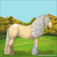 Horse Color:Palomino Appaloosa
