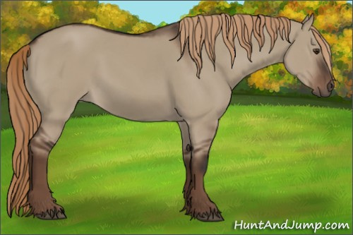 Horse Color:Liver Red Dun Rabicano 