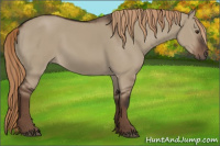 Horse Color:Liver Red Dun Rabicano 