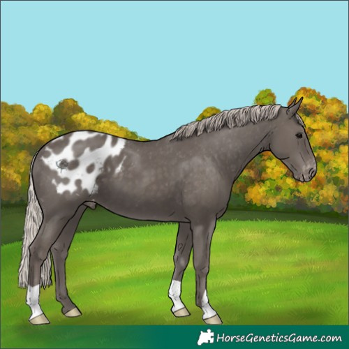 Horse Color:Silver Black Appaloosa 