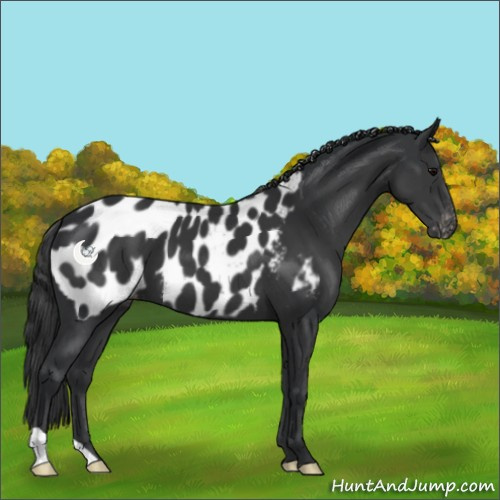 Horse Color:Black Near Leopard
