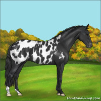 Horse Color:Black Appaloosa