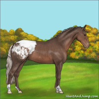 Horse Color:Silver Black Appaloosa 