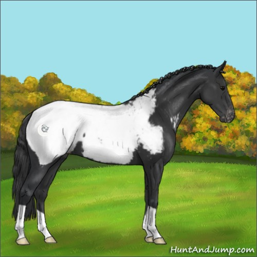 Horse Color:Black Near Fewspot 