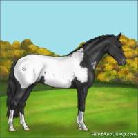 Horse Color:Black Appaloosa