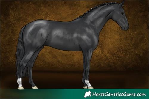 Horse Color:Black 