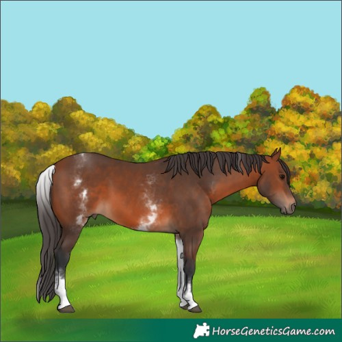 Horse Color:White Spotted Bay 