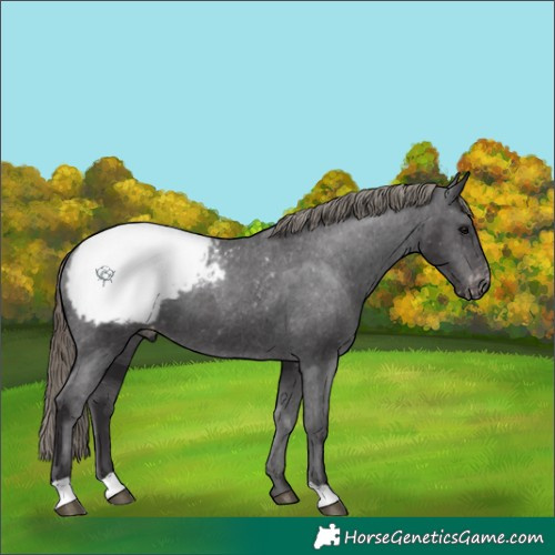 Horse Color:Smoky Black Snowcap 