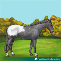 Horse Color:Smoky Black Snowcap