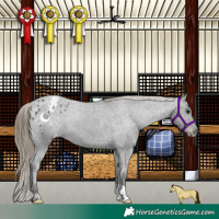 Horse Color:Smoky Black Appaloosa 