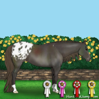 Horse Color:Smoky Black Appaloosa 