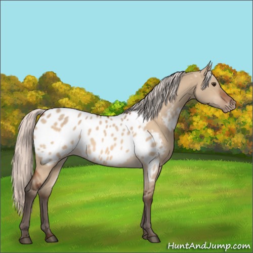 Horse Color:Silver Brown Dun Appaloosa 