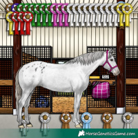 Horse Color:Smoky Black Appaloosa 