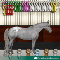 Horse Color:Smoky Black Appaloosa 