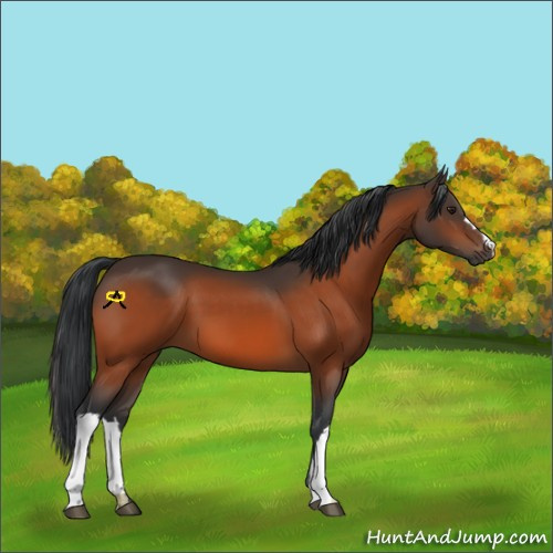 Horse Color:Brown 