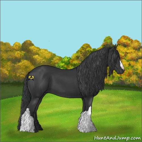Horse Color:Black 