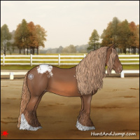 Horse Color:Chestnut Tobiano Appaloosa 