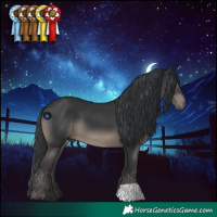 Horse Color:Black 