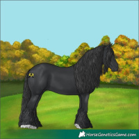 Horse Color:Black 