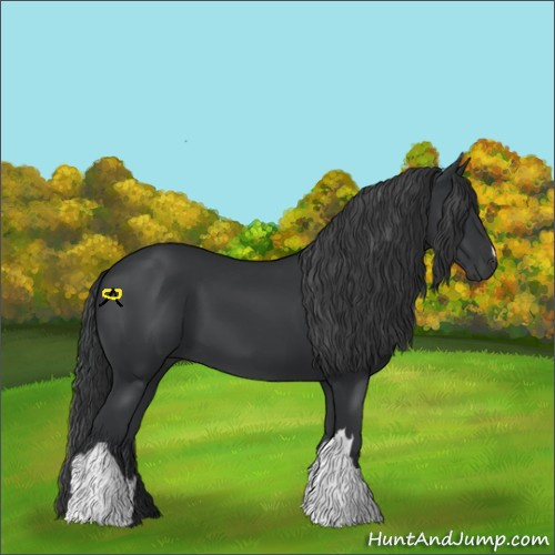 Horse Color:Black 