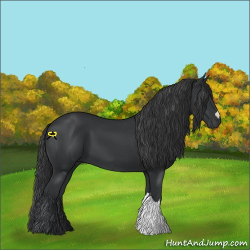 Horse Color:Black 