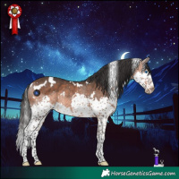Horse Color:White Spotted Brown Splash Rabicano
