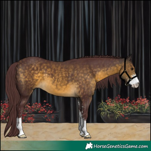 Horse Color:Chocolate Buckskin Sabino 