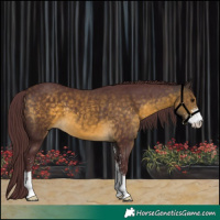 Horse Color:Chocolate Buckskin Sabino 