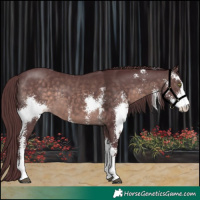 Horse Color:Platinum Chocolate Brown Sabino 