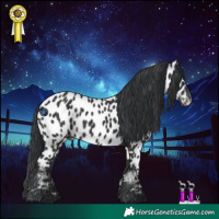 Horse Color:Black Appaloosa