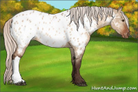 Horse Color:Silver Brown Dun Near Leopard 