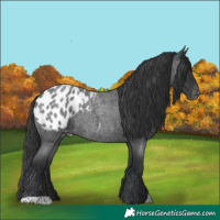 Horse Color:Blue Roan Appaloosa 
