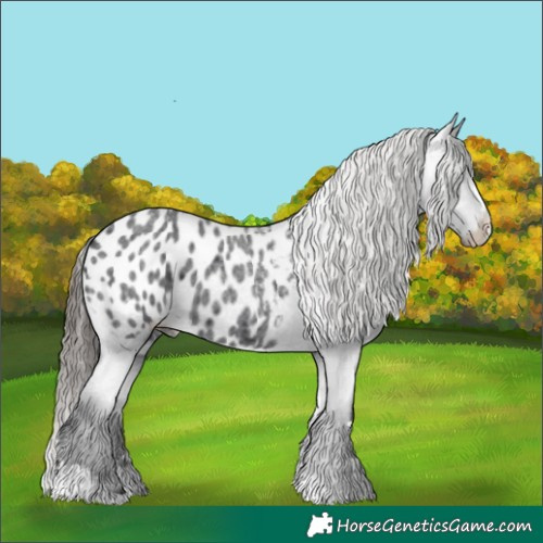 Horse Color:Blue Roan Appaloosa 