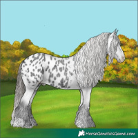 Horse Color:Blue Roan Appaloosa 