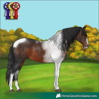 Horse Color:Brown Sabino Tobiano