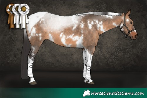 Horse Color:White Spotted Brown Dun Tobiano 