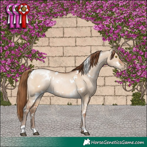 Horse Color:White Spotted Brown Pearl Dun Rabicano 