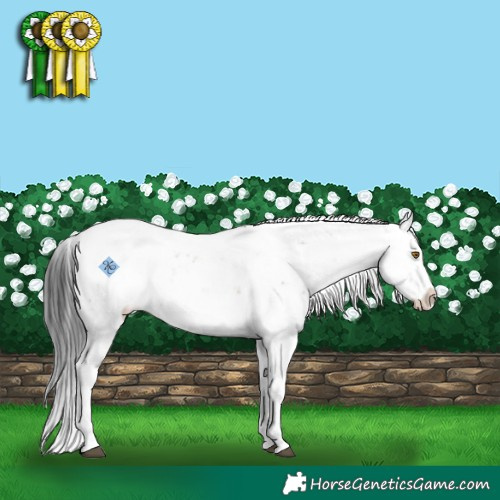 Horse Color:Brown Dun Sabino Rabicano